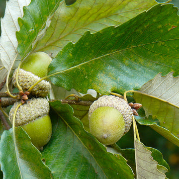 Image of Swamp Chestnut acorns on the tree.